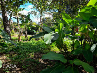 Green garden view with lush plants and shade trees on Boquete land lot Chiriquí Panama
