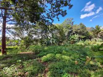Flat grassy land with tall trees lush vegetation ideal for country home Boquete Panama
