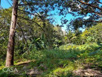 Boquete land with lush tropical vegetation, mature trees, cool climate ideal for build
