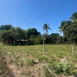 Green open plot with fencing, palm and leafy trees under blue sky in Río Hato