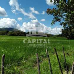 Wide open flat green land bordered by trees in Coclé Panama development lot