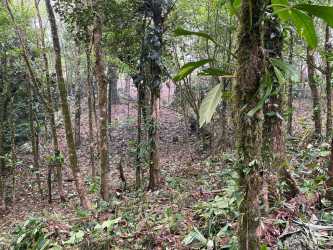 Dense lush vegetation and tall tropical trees on land for sale in Altos del María Panama