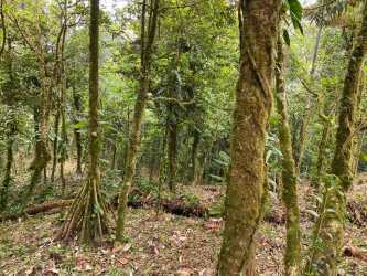 Beautiful tropical forest setting with mature trees in Altos del María mountain gated community Panama