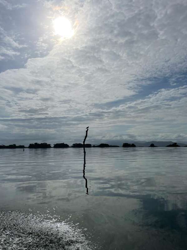 Tranquil lake with tree stump and wildlife habitat near Isla Palma Lake Bayano Panama