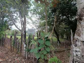 Grassy open countryside lot with mature trees Las Lomas David Chiriquí