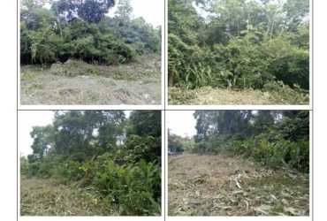 Undeveloped land with natural vegetation and clearing La Chorrera Panama Oeste