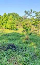Open pasture land with lush grass and young trees in Chiriquí Panama, ideal farm