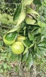 Fruit tree orchard on fertile farmland in La Estrella Bugaba Chiriquí Panama