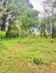 Dense wooded farmland with grassy clearing ideal for agricultural use in Panama