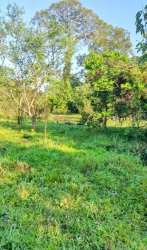 Large green field with dense vegetation and mature trees perfect agriculture land Panama