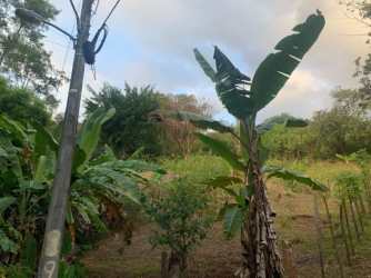 Vegetated oceanview lot with banana trees and utility pole Santa Catalina Panama