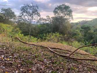 Private gravel driveway winding through greenery on oceanview land in Santa Catalina