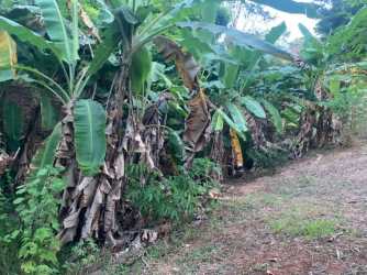 Jungle hillside on oceanview development land Santa Catalina Panama