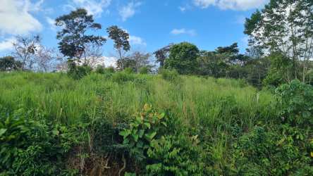 Natural landscape on rural property with mature trees in Hurtado Capira