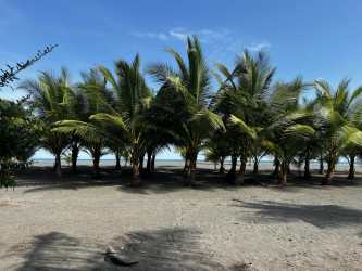 Spacious titled lots ready for new custom villas steps from sandy beach at Coco Beach Panama