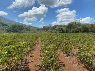 Land for Sale in Capira - 0 bedrooms