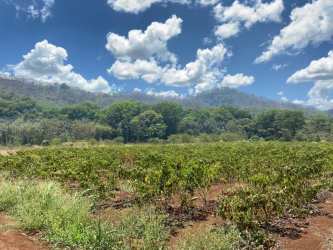 Agricultural terrain with lush vegetation and mountain backdrop Capira Panama