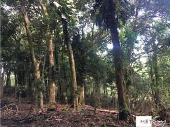 Thickly wooded parcel with mature tropical trees, natural terrain in Laguna San Carlos Panama