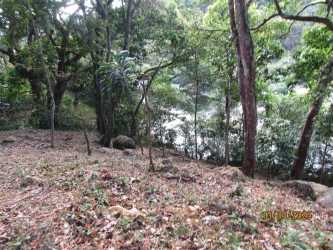 Lush plantation area with dense mature trees and coffee crops Santa Fe Veraguas Panama