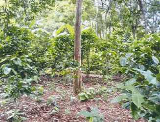 Satellite map showing land plot near Santa Maria River surrounded by forest in Santa Fe Veraguas