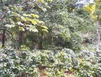 Covered outdoor space with metal roof and fences perfect for gatherings in Santa Fe Veraguas Panama