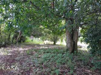 Mature trees providing shade over flat land for sale near Boquete rural Panama