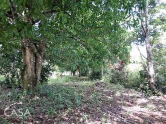 Wooded property with shaded mature trees ideal for residential or farming use in Potrerillos Boquete