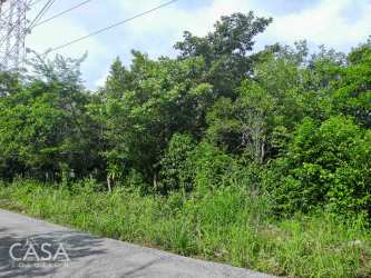 Mature trees lining asphalt road on flat fertile property in Potrerillos for sale near Boquete