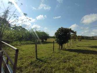 Pasture land with trees on a sunny day in La Colorada La Chorrera Barrio Iturralde