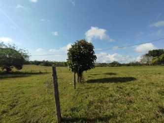 Pasture land with fencing and scattered trees on countryside lot Panama