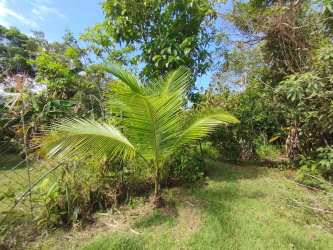 Tropical garden with palm trees and greenery on countryside property in Panama