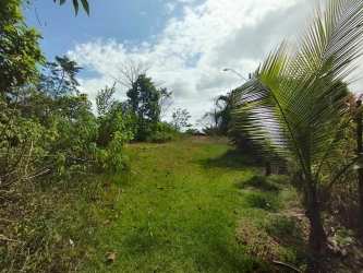 Open grass area with mature trees at 4700m2 residential lot Panama Oeste