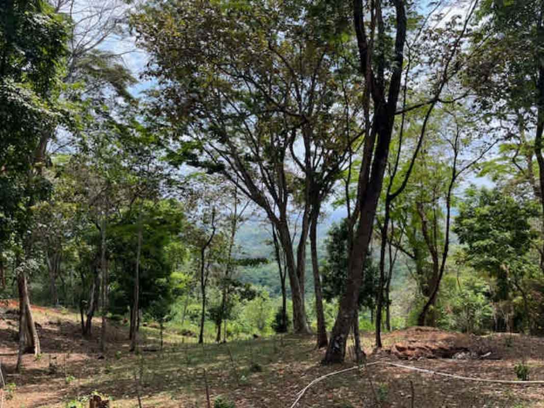 Nature trail through dense trees beside freshwater creek at development finca Panama City