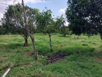 Serene wooded lot with mature trees and natural grass in Volcán Chiriquí Panama