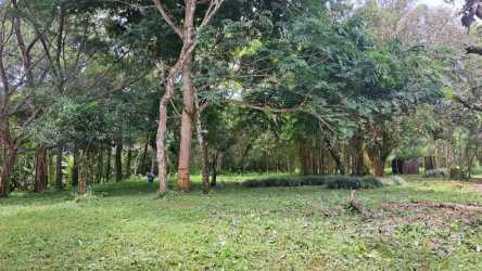Open grassy land with scattered trees under blue sky in Volcán Highlands Panama