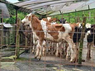 Agricultural Land for Sale in Bugaba - 0 bedrooms