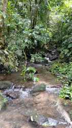Natural stream surrounded by lush forest within dairy farm lands for sale in Panama Volcán