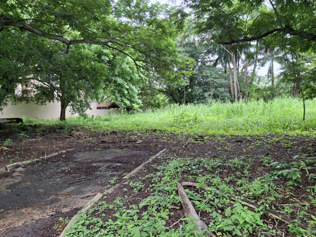 Vacant green plot with trees and clear blue sky located in Panama City's Amador Causeway area.
