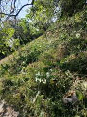 Land for Sale in Las Uvas - 0 bedrooms