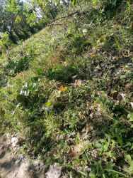 Wooded land slope covered by dense green vegetation in San Carlos Panama Oeste