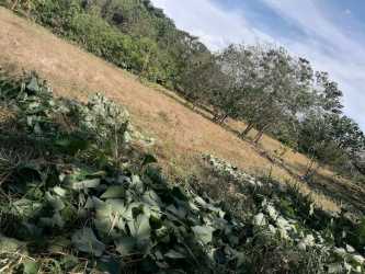 Large open grassy lot with scattered trees prime for building in San Carlos Panama