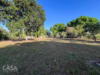 Fenced spacious flat land with mature tree vegetation in David Chiriqui for investment