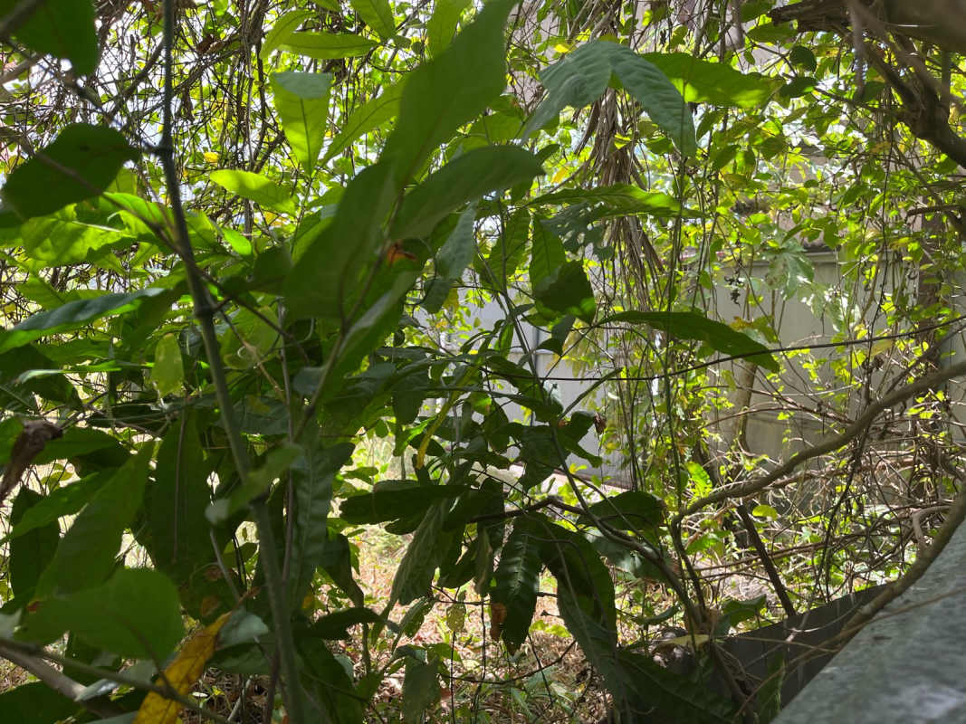 Untamed vegetation on development-ready fenced plot near commercial district Panama City