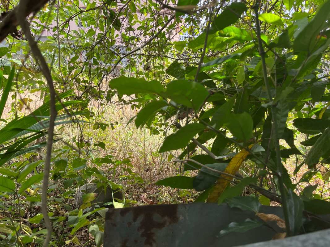 Wild vegetation fills a fenced vacant plot ideal for investment near social security and university Panama