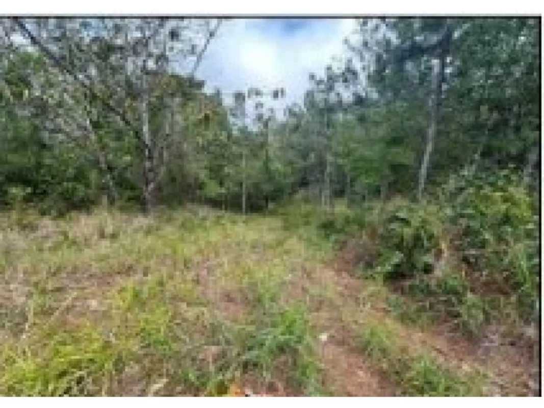 Dense forested lot with sloped terrain in Altos de Cerro Azul Panama mountain community
