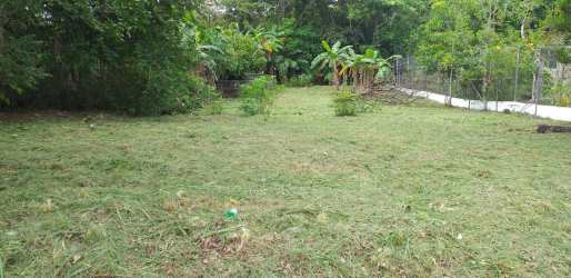 Level parcel with access road and trees San Carlos Panama