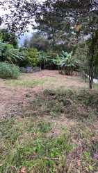 Grassy garden space surrounded by trees on titled 540m2 San Carlos lot