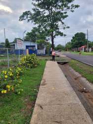 Suburban street view with yellow flowers, trees, sidewalk, and road Santiago Panama