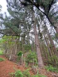 Spectacular 15ha Farm with House & Pacific View, Sora Panama