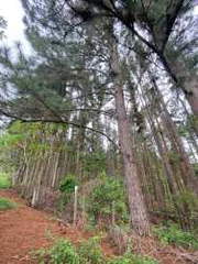 Rural Farm for Sale in Bejuco - 2 bedrooms